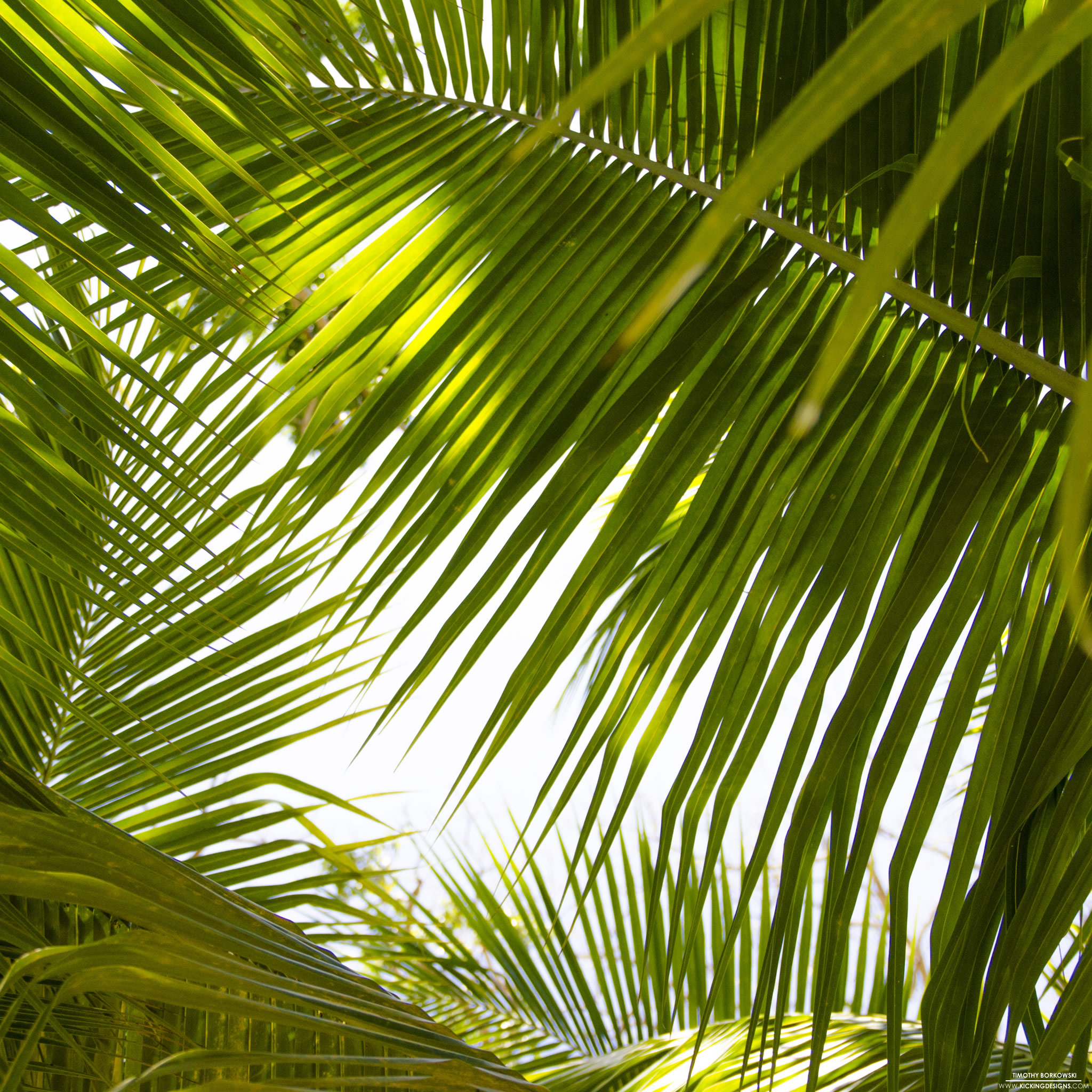 Tropical Leaves 9-17-2015 Wallpaper Background | Kicking Designs