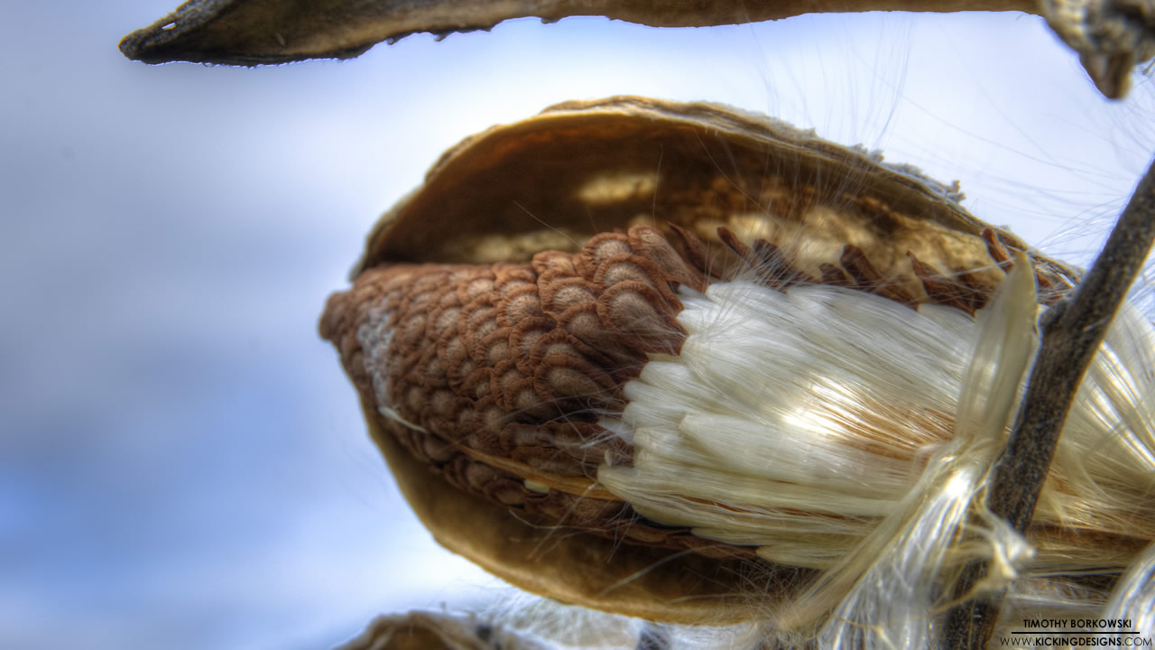 Milkweed 11-23-2012 Wallpaper | Kicking Designs