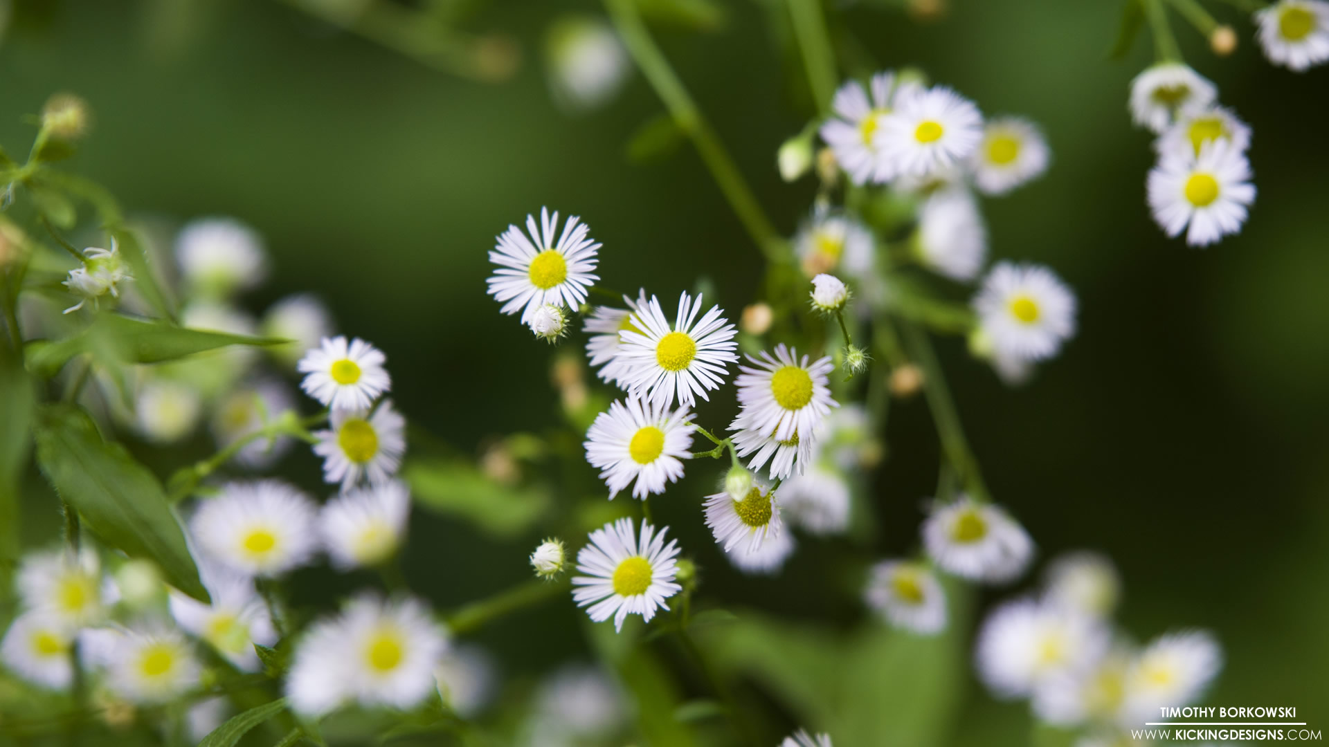 Wild Daisies 8-14-2017 Wallpaper Background | Kicking Designs