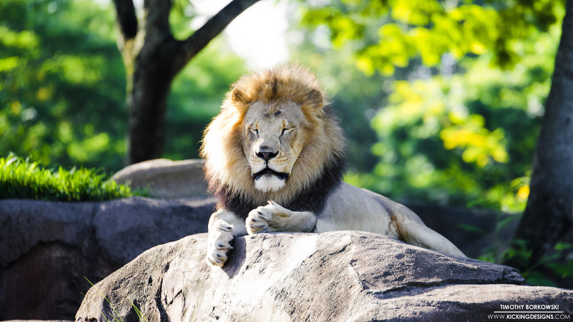 resting-lion-9-8-2017