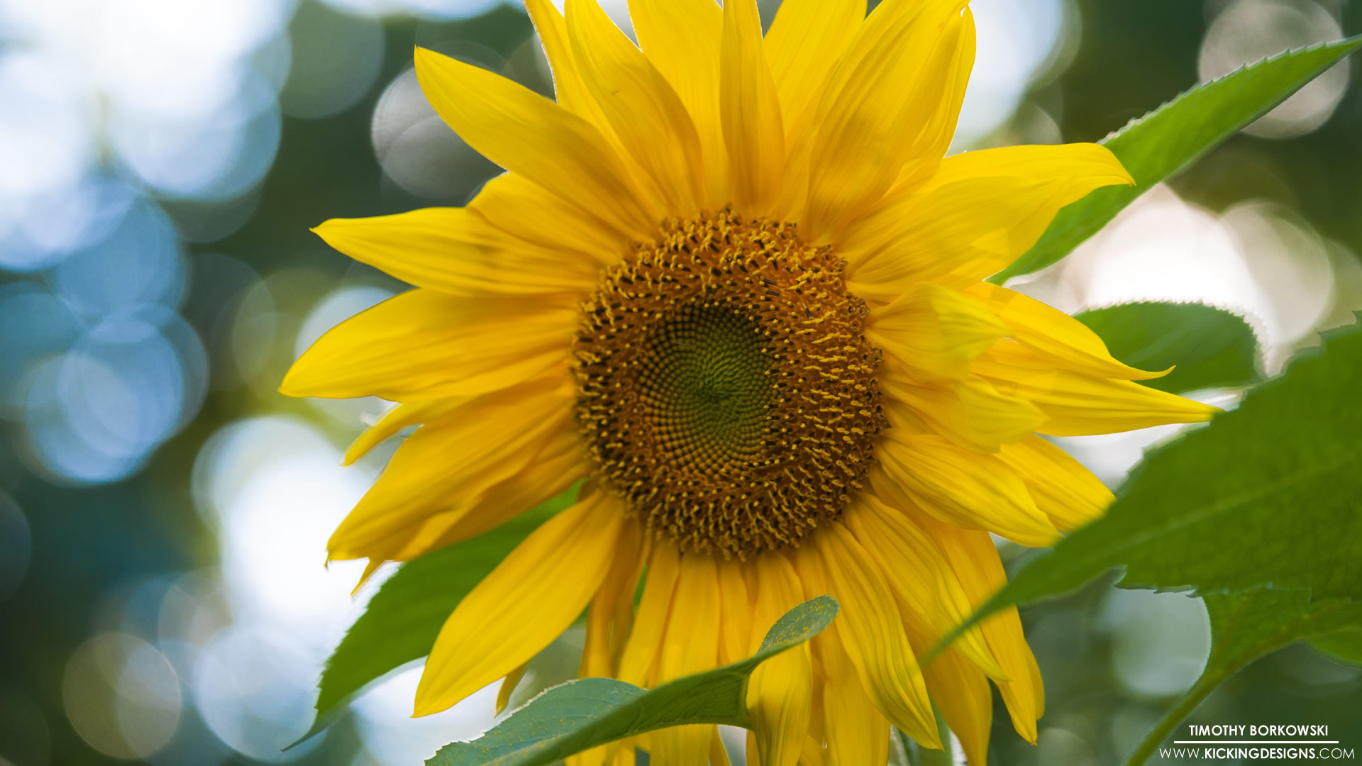 Sunflower 9-18-2017 Wallpaper Background | Kicking Designs