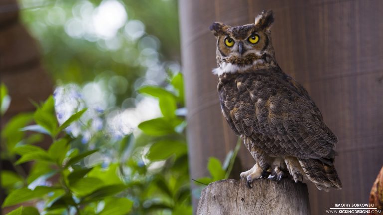 great-horned-owl-11-27-2017