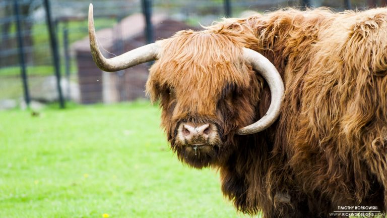 scottish-highland-bull-12-15-2017