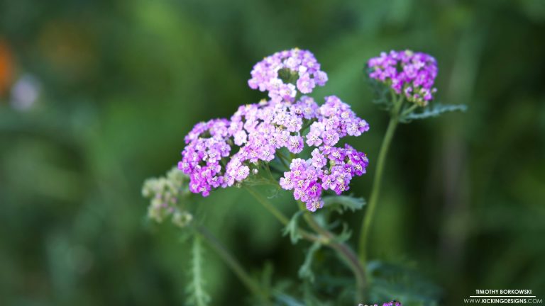 purple-flowers-2-2-2018