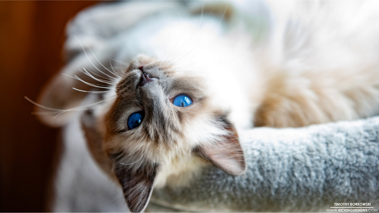 Blue-Point Balinese Cat 7-12-2026