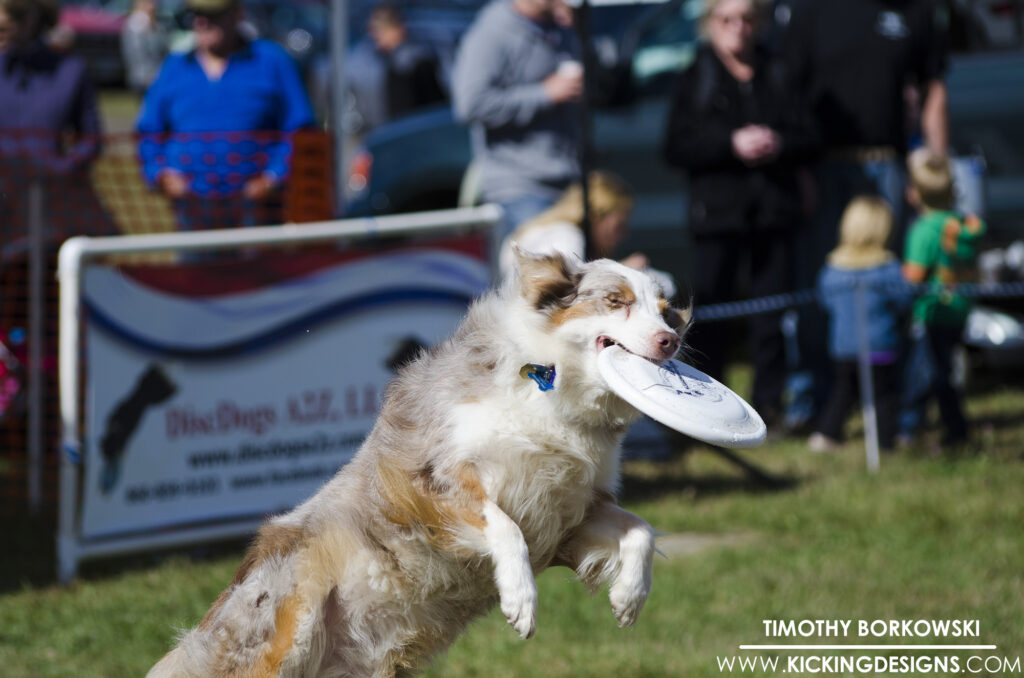 Dog Catching Frisbee